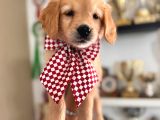 Bebek Yüzlü Golden Retriever A Kali̇te Irk