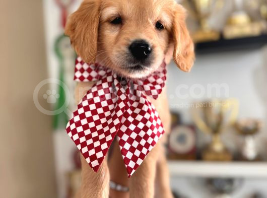 Bebek Yüzlü Golden Retriever A Kali̇te Irk görsel