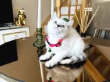 British Shorthair Redpoint Silver Point Yavrular