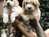 Poodle Ayarında Maltipo Yavrularım