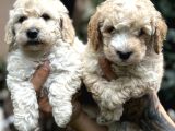Poodle Ayarında Maltipo Yavrularım
