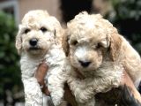 Poodle Ayarında Maltipo Yavrularım
