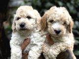Poodle Ayarında Maltipo Yavrularım