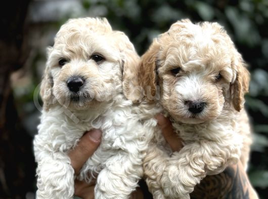 Poodle Ayarında Maltipo Yavrularım görsel
