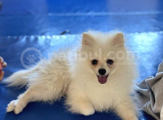 Pomeranian Boo görsel