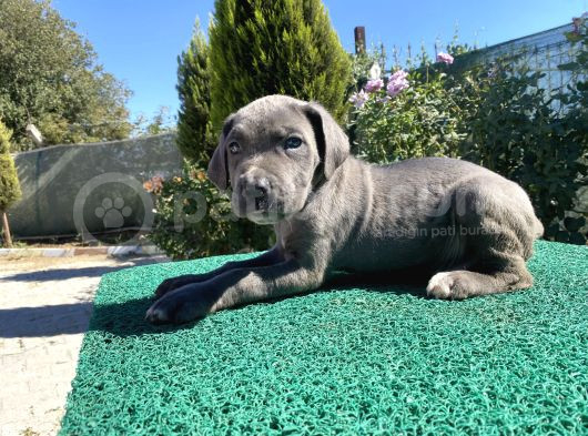 Sağlık Ve Irk Garantili Cane Corso Yavrularımız görsel