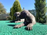 Sağlık ve ırk garantili Cane corso yavrularımız