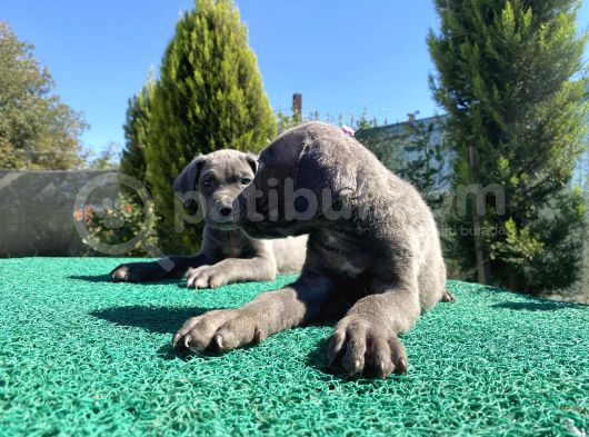 Sağlık Ve Irk Garantili Cane Corso Yavrularımız