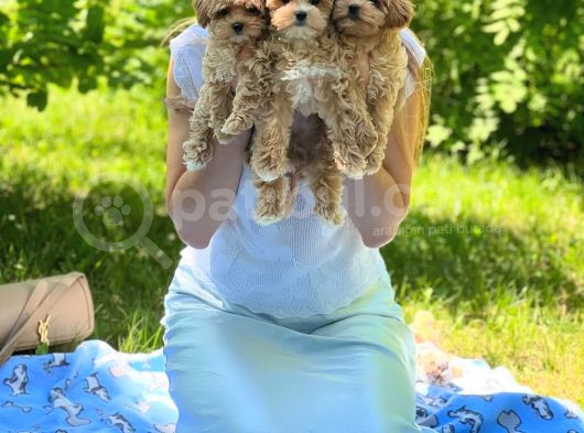 Poodle Ayarında Maltipo Yavrularım