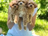 Poodle Ayarında Maltipo Yavrularım
