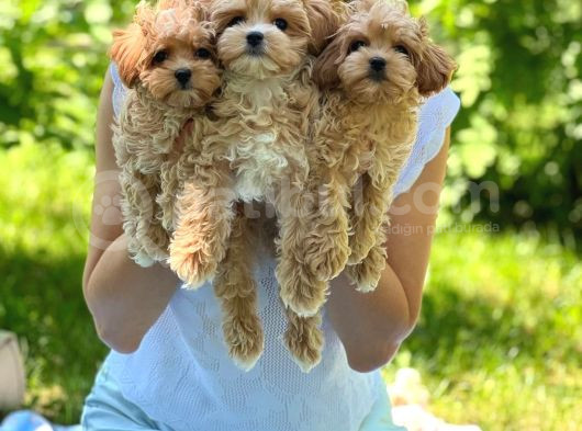 Poodle Ayarında Maltipo Yavrularım görsel