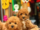 Redbrowm Toy Poodle Yavrularımız