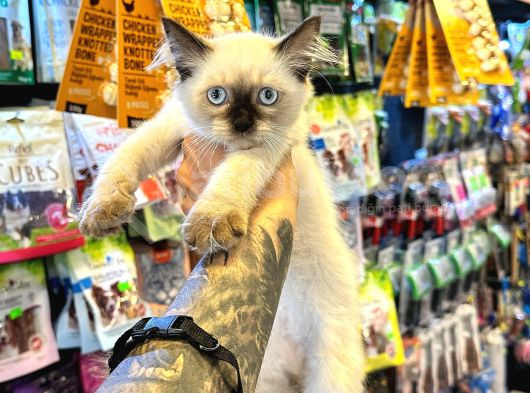 Safkan Irk Ve Sağlik Garanti̇li̇ - Sertfi̇kali Ragdoll Bebekler
