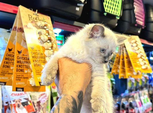 Safkan Irk Ve Sağlik Garanti̇li̇ - Sertfi̇kali Ragdoll Bebekler görsel