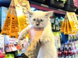 Safkan Irk Ve Sağlik Garanti̇li̇ - Sertfi̇kali Ragdoll Bebekler