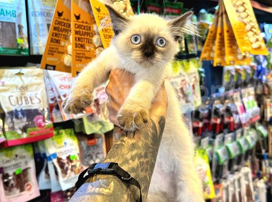 Safkan Irk Ve Sağlik Garanti̇li̇ - Sertfi̇kali Ragdoll Bebekler görsel