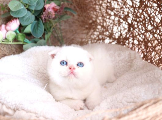 Bebek Yüzlü Top Kafa Scottish Fold görsel