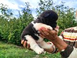 Ameri̇kan Aki̇ta Yavrularimiz Yeni̇ Sahi̇bi̇ni̇ Ariyor
