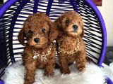 Aile Ortamında Büyüyen Safkan Poodle Yavrular