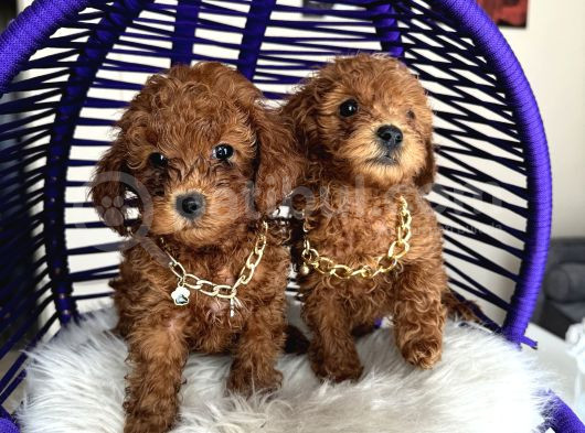 Aile Ortamında Büyüyen Safkan Poodle Yavrular görsel
