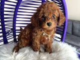 Aile Ortamında Büyüyen Safkan Poodle Yavrular