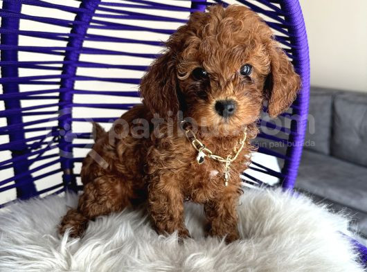 Aile Ortamında Büyüyen Safkan Poodle Yavrular