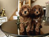 Aile Ortamında Büyüyen Safkan Poodle Yavrular