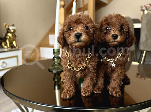 Aile Ortamında Büyüyen Safkan Poodle Yavrular görsel