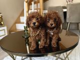 Aile Ortamında Büyüyen Safkan Poodle Yavrular