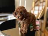 Aile Ortamında Büyüyen Safkan Poodle Yavrular