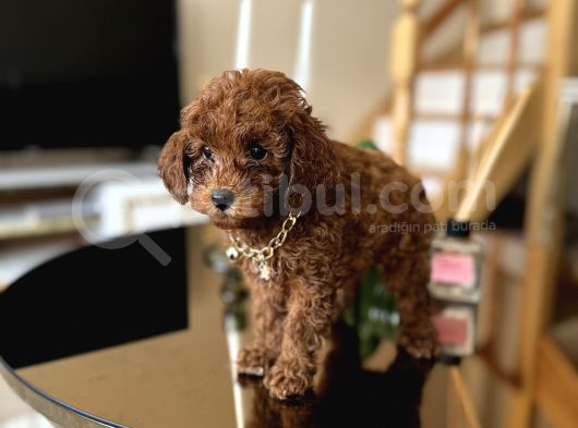 Aile Ortamında Büyüyen Safkan Poodle Yavrular görsel