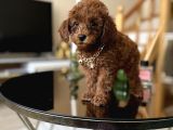 Aile Ortamında Büyüyen Safkan Poodle Yavrular