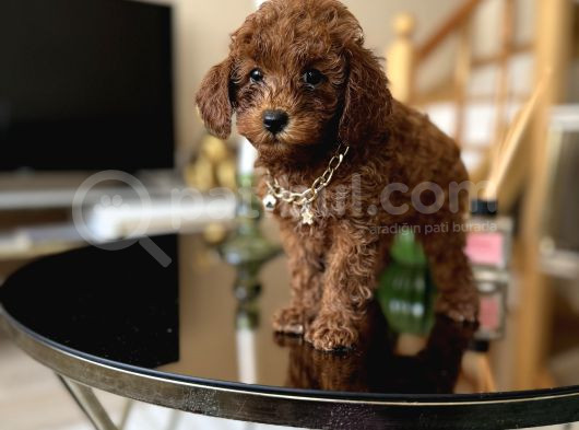 Aile Ortamında Büyüyen Safkan Poodle Yavrular görsel