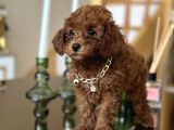 Aile Ortamında Büyüyen Safkan Poodle Yavrular