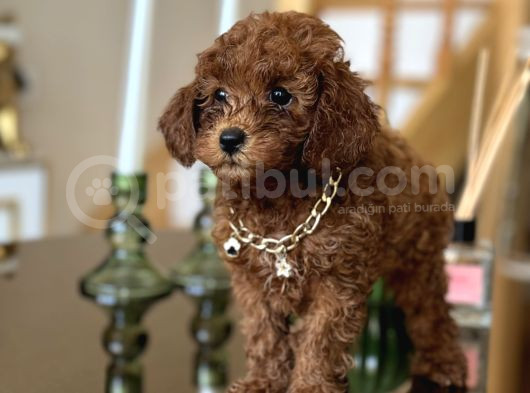Aile Ortamında Büyüyen Safkan Poodle Yavrular görsel