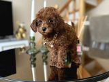 Aile Ortamında Büyüyen Safkan Poodle Yavrular
