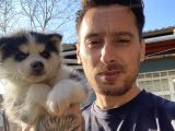 Husky Sibirya Kurdu Yavrularım