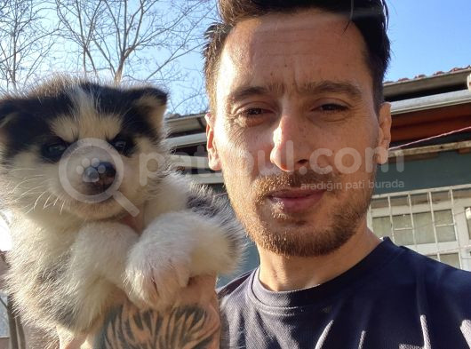 Husky Sibirya Kurdu Yavrularım görsel