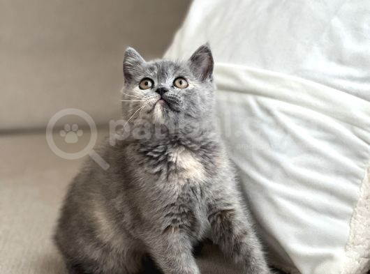Güzel Surat Kehri̇bar Göz Bri̇ti̇sh Bi̇ Color Yavrumuz görsel