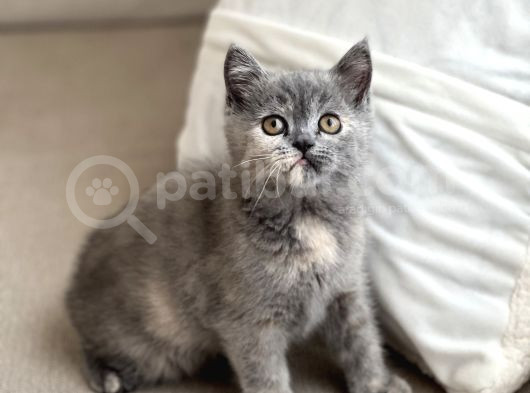 Güzel Surat Kehri̇bar Göz Bri̇ti̇sh Bi̇ Color Yavrumuz görsel