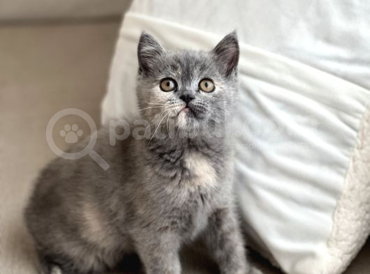 Güzel Surat Kehri̇bar Göz Bri̇ti̇sh Bi̇ Color Yavrumuz
