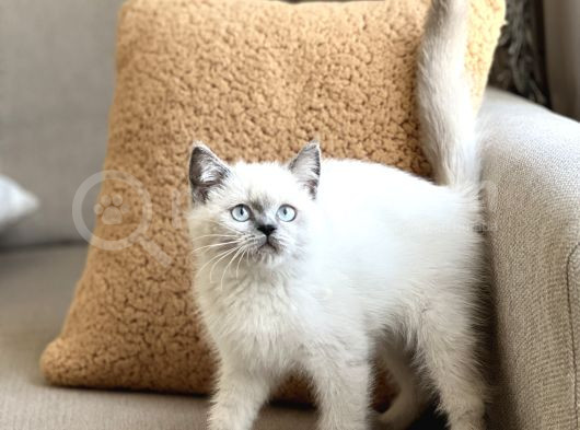 Irkinin En İyi̇si̇ Bri̇ti̇sh Blue Poi̇nt Her İle Gönderi̇m görsel