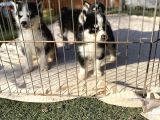 Husky Sibirya Kurdu Yavrularım