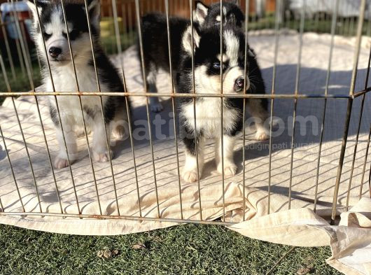 Husky Sibirya Kurdu Yavrularım görsel
