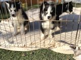 Husky Sibirya Kurdu Yavrularım