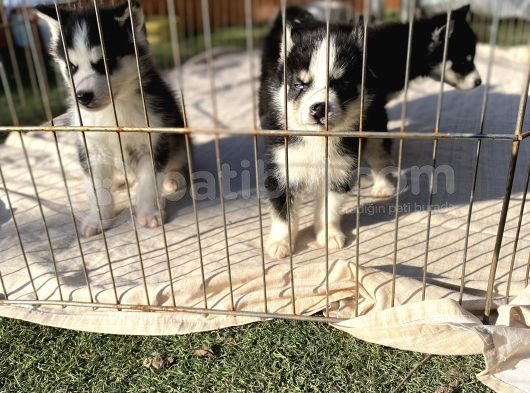 Husky Sibirya Kurdu Yavrularım görsel