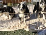 Husky Sibirya Kurdu Yavrularım