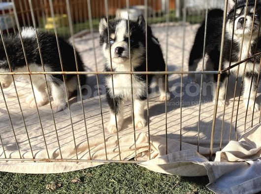 Husky Sibirya Kurdu Yavrularım görsel
