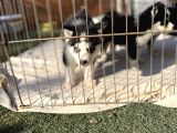 Husky Sibirya Kurdu Yavrularım