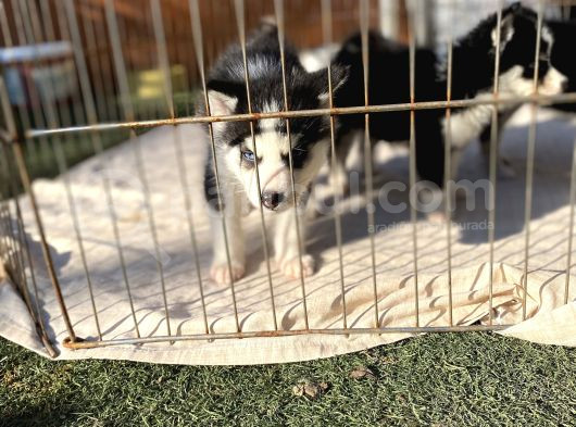 Husky Sibirya Kurdu Yavrularım görsel